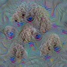 n02113624 toy poodle
